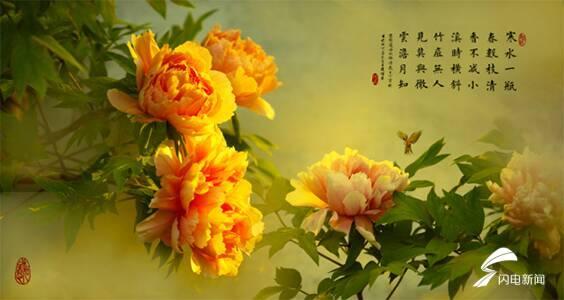 盛世花开免费观看,免费畅享历史长河中的辉煌瞬间