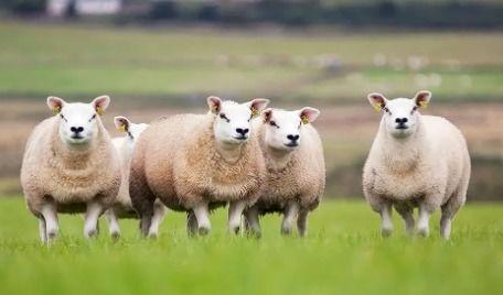 属羊的韩国明星,揭秘韩国娱乐圈的属羊明星风采”