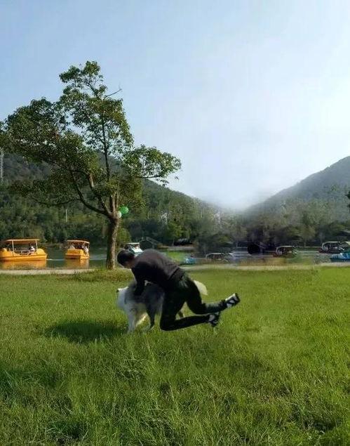 gif 日本 大神,传统文化与现代创意的完美融合