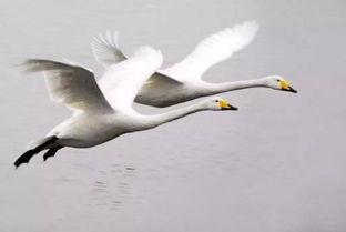 天鹅娱乐资讯吃瓜,揭秘娱乐圈最新“吃瓜”热点