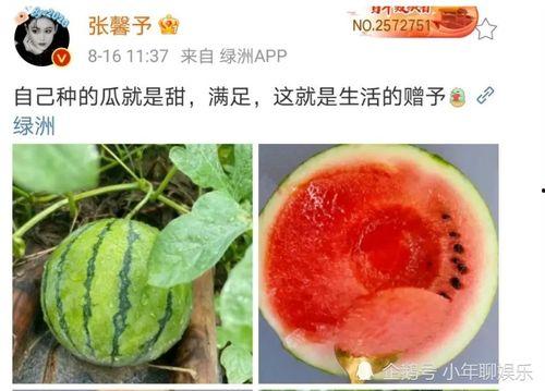 娱乐圈可以吃瓜,揭秘明星幕后故事，一起吃瓜！